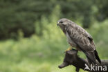 Common Buzzard (Buteo buteo)