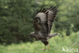 Common Buzzard (Buteo buteo)