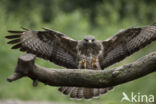 Common Buzzard (Buteo buteo)