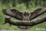 Buizerd (Buteo buteo)