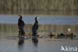 Cormorant (Nannopterum harrisi)