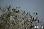 Cormorant (Nannopterum harrisi)