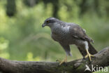 Goshawk (Accipiter gentilis)