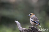 Hawfinch (Coccothraustes coccothraustes)