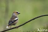 Hawfinch (Coccothraustes coccothraustes)