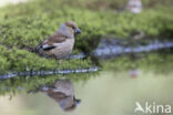 Hawfinch (Coccothraustes coccothraustes)