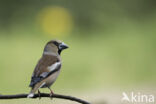 Hawfinch (Coccothraustes coccothraustes)