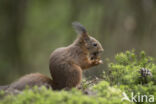 Red Squirrel (Sciurus vulgaris)