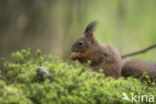 Red Squirrel (Sciurus vulgaris)