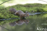 Red Squirrel (Sciurus vulgaris)