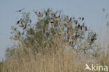 Cormorant (Nannopterum harrisi)