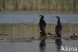 Cormorant (Nannopterum harrisi)