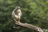 Common Buzzard (Buteo buteo)