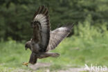Common Buzzard (Buteo buteo)
