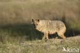 golden jackal (Canis aureus)