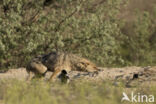 golden jackal (Canis aureus)