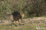 golden jackal (Canis aureus)