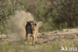 golden jackal (Canis aureus)