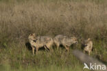 golden jackal (Canis aureus)