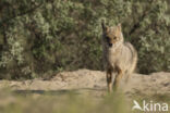 golden jackal (Canis aureus)