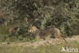 golden jackal (Canis aureus)