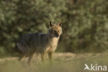 golden jackal (Canis aureus)