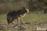 golden jackal (Canis aureus)