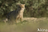 golden jackal (Canis aureus)