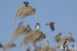 Bank Swallow (Riparia riparia)