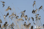 Bank Swallow (Riparia riparia)