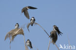 Bank Swallow (Riparia riparia)