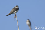 Bank Swallow (Riparia riparia)