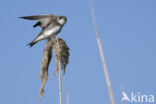 Bank Swallow (Riparia riparia)