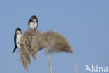 Bank Swallow (Riparia riparia)