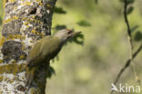 Grey-faced Woodpecker (Picus canus)