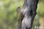 Grey-faced Woodpecker (Picus canus)