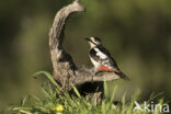 Great Spotted Woodpecker (Dendrocopos major)