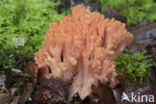 beukenkoraalzwam (ramaria subbotrytis)