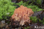 beukenkoraalzwam (ramaria subbotrytis)