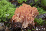 beukenkoraalzwam (ramaria subbotrytis)