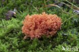 beukenkoraalzwam (ramaria subbotrytis)