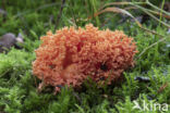 beukenkoraalzwam (ramaria subbotrytis)