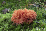 ramaria subbotrytis