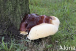 Harslakzwam (Ganoderma resinaceum)