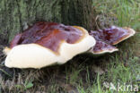 Ganoderma resinaceum