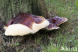 Harslakzwam (Ganoderma resinaceum)