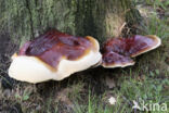 Harslakzwam (Ganoderma resinaceum)