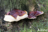 Harslakzwam (Ganoderma resinaceum)