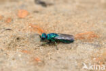 goudwesp (trichrysis cyanea)