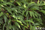 Dubbelloof (Blechnum spicant)